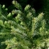 Picea bicolor -- Alcocks-Fichte